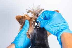 خطوة بخطوة: برنامج فعال لـ علاج البراغيث ومنع عودتها