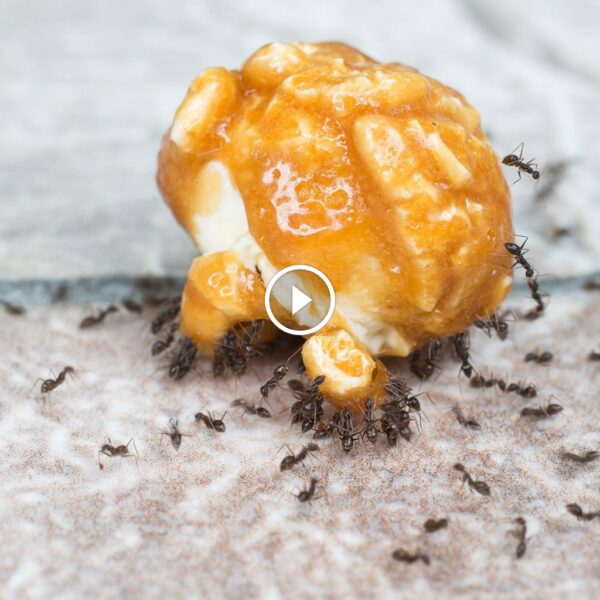 استراتيجيات مبتكرة لمكافحة النمل ومنع عودته لمنزلك