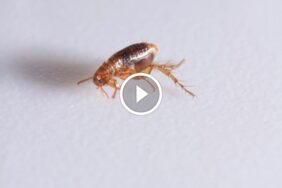 ضمان استعادة الرسوم في مكافحة الآفات: حماية حقوقك كعميل