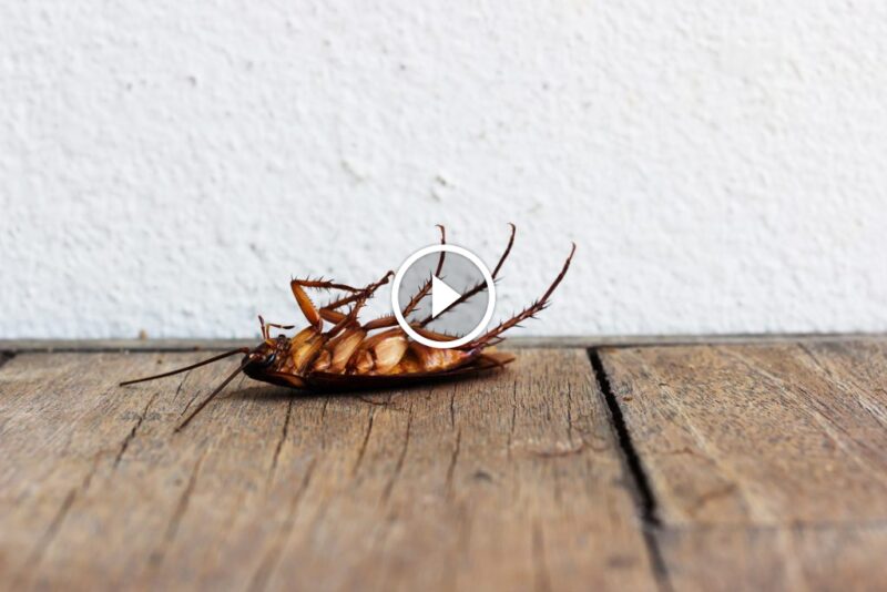 القضاء على الصراصير: حماية أسرتك ومنزلك من هذه الآفات المزعجة