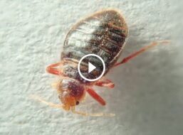 دليلك الشامل: القضاء على البق بالكلور يستحق المخاطرة؟