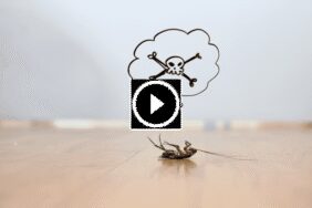 رضاك مضمون: ضمان استعادة الأموال في مكافحة الآفات الاحترافية