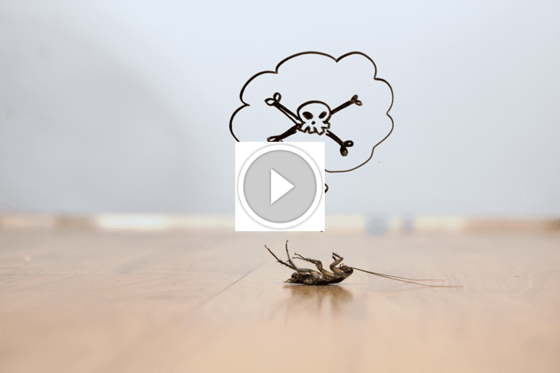 رضاك مضمون: ضمان استعادة الأموال في مكافحة الآفات الاحترافية