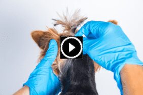 ضمان الرضا: رؤية المجد الإماراتية لخدمات استثنائية