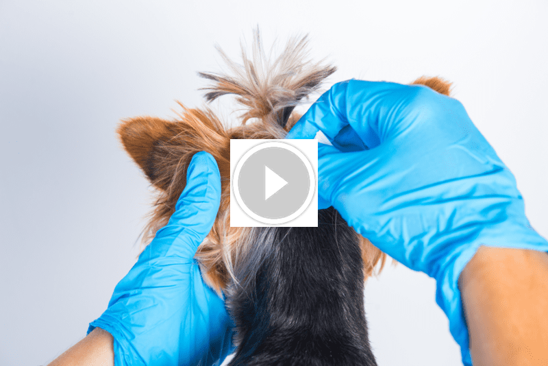 ضمان الرضا: رؤية المجد الإماراتية لخدمات استثنائية