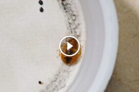 حماية منزلك من البق: خطوات عملية للتخلص من حشرة البق