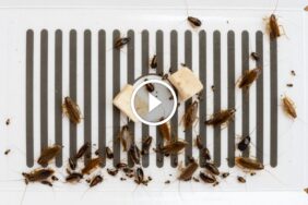 دليلك الشامل لـ مكافحة الصراصير الصغيرة: من الوقاية إلى القضاء بحمض البوريك