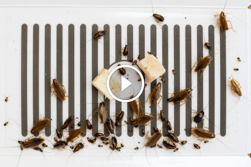 دليلك الشامل لـ مكافحة الصراصير الصغيرة: من الوقاية إلى القضاء بحمض البوريك