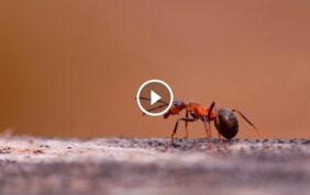 وداعًا للنمل المزعج: خطوات عملية للقضاء على النمل نهائيًا