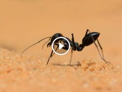 لماذا تختارنا؟ ضمان الرضا التام واسترداد الرسوم في مكافحة الآفات