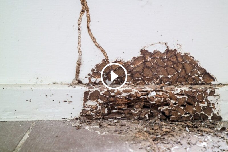 حماية دائمة: أفضل ممارسات الوقاية من أضرار النمل الأبيض في منزلك