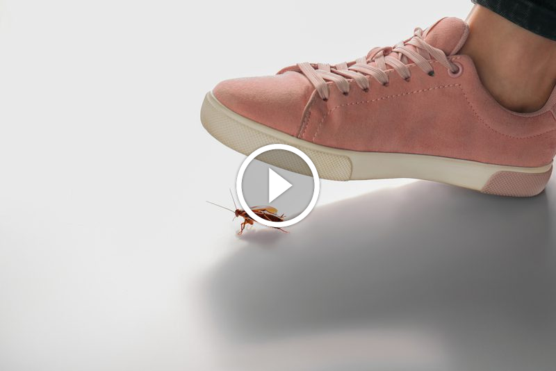 استراتيجيات حديثة لمكافحة الصراصير: ابدأ الآن للحماية!