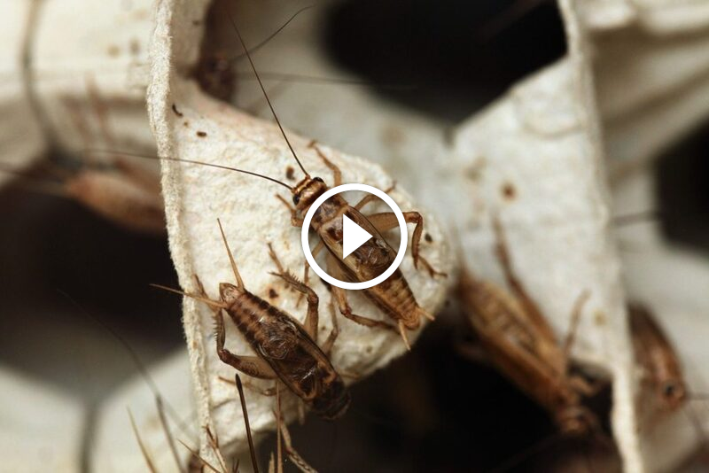 كل ما تريد معرفته عن صراصير الليل: سلوكها، أضرارها، ومكافحتها