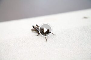 كيفية فهم نقيق صرصور الليل: نصائح ومعلومات قيمة