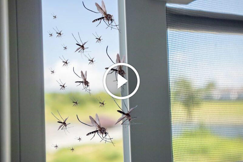 ضمان استرداد الرسوم في الإمارات: رؤية قانونية واقتصادية