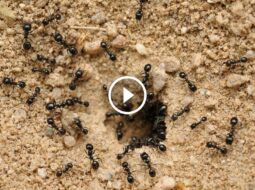 من الاسترداد إلى التميز: رحلة ضمان رضا العملاء