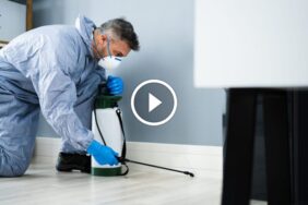 مكافحة الحشرات المنزلية: كيف تحافظ على بيتك خالياً من الآفات؟