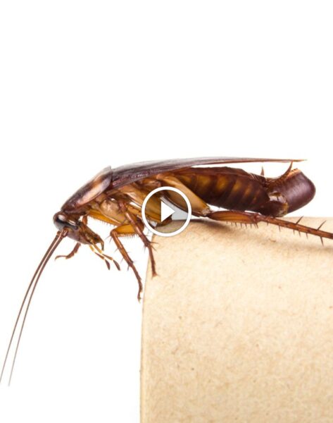 ضمان استرداد المبلغ بالكامل: لخدمة خالية من المخاطر وثقة مطلقة