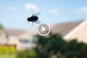 فهم الرضا التام في مكافحة الآفات: ما الذي يجب أن تتوقعه؟