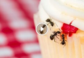 أسرار مجتمع النمل: دور النظام الغذائي للنمل في تنظيم المستعمرة