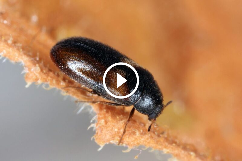 التخلص من الخنفساء السوداء بفعالية: نهج خطوة بخطوة