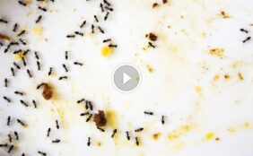 تخلص من النمل للأبد: دليلك الشامل لـ مكافحة النمل