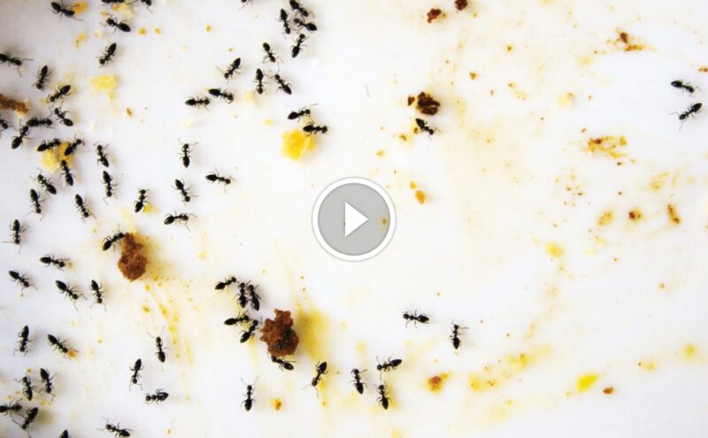 تخلص من النمل للأبد: دليلك الشامل لـ مكافحة النمل