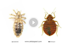 التفرقة الدقيقة بين بق الفراش والقمل: لراحة منزلك وصحتك