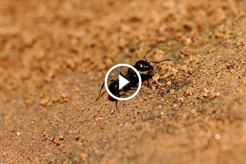 النمل: أسرار البقاء والتكيف لحشرة دؤوبة تغزو عالمنا