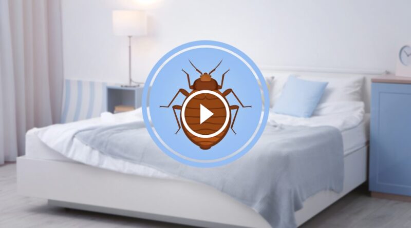 أسرار سرعة انتشار البق: دليلك الشامل للمواجهة الفورية