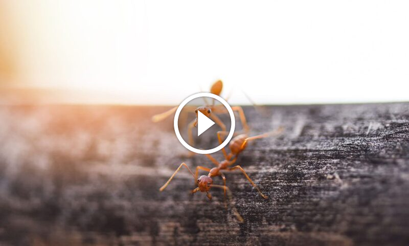 مكافحة الآفات الفعالة: مع ضمان الرضا التام واسترداد المبلغ