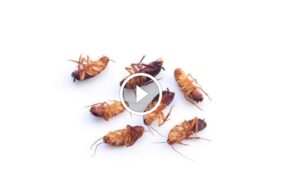 التزام بالتميز: ضمان الرضا التام في مكافحة الآفات