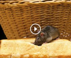 مكافحة الفئران الاحترافية: متى تحتاج لخبراء التخلص منها؟