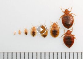 حل مشكلة بق الفراش: من التمييز الدقيق إلى المكافحة الجذرية