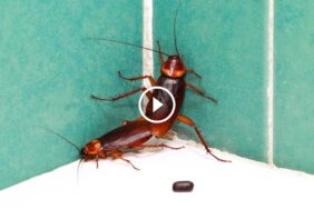 دليل شامل لمكافحة الصراصير ومنع عودتها إلى الأبد