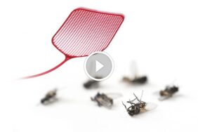 التخلص من الذباب بشكل آمن: طرق صديقة للبيئة وصحة الأسرة