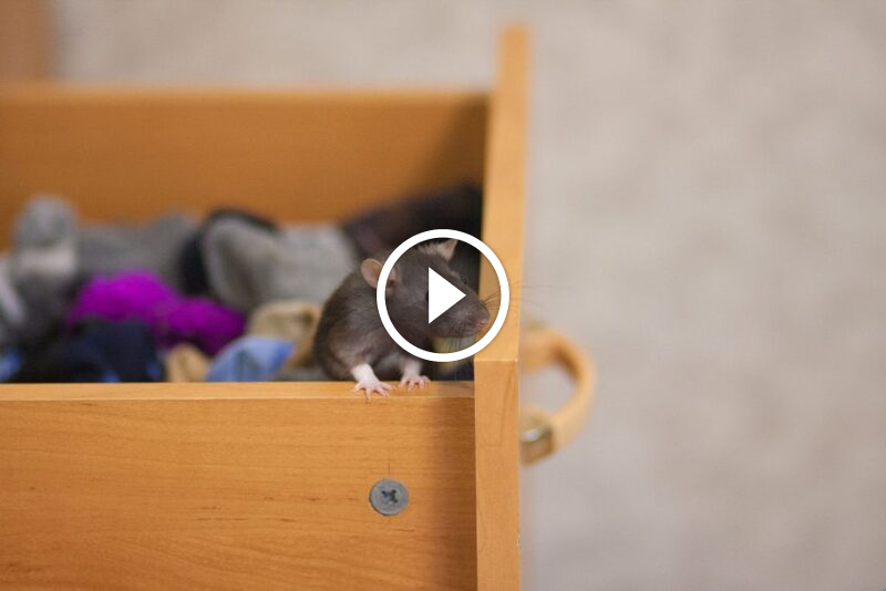 مستقبل الخدمات: الشفافية وقوة ضمانات استرداد الأموال