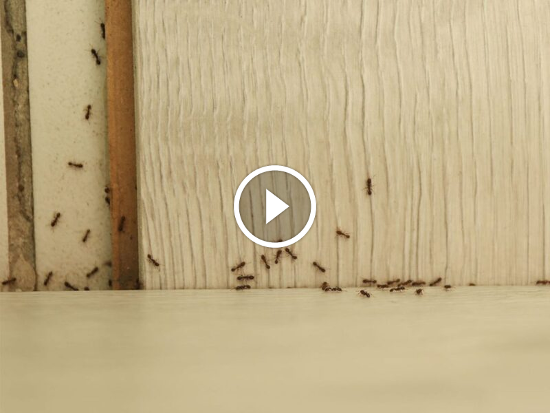 حلول مكافحة الآفات: تحقيق ضمان الرضا وراحة البال لعملائنا