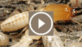 مكافحة النمل الأبيض الجوفي: حلول متكاملة لمنزل آمن