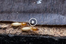 مكافحة النمل الأبيض بالأعشاب: هل هي البديل الكيميائي الآمن لمنزلك؟