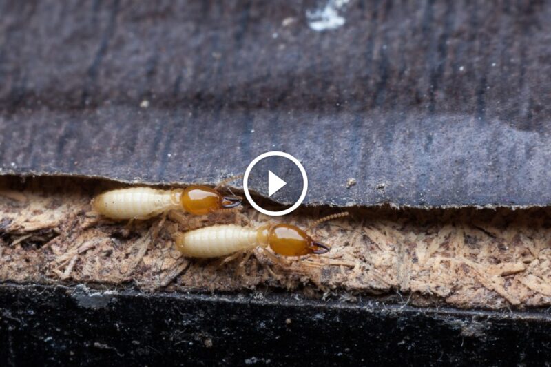 مكافحة النمل الأبيض بالأعشاب: هل هي البديل الكيميائي الآمن لمنزلك؟