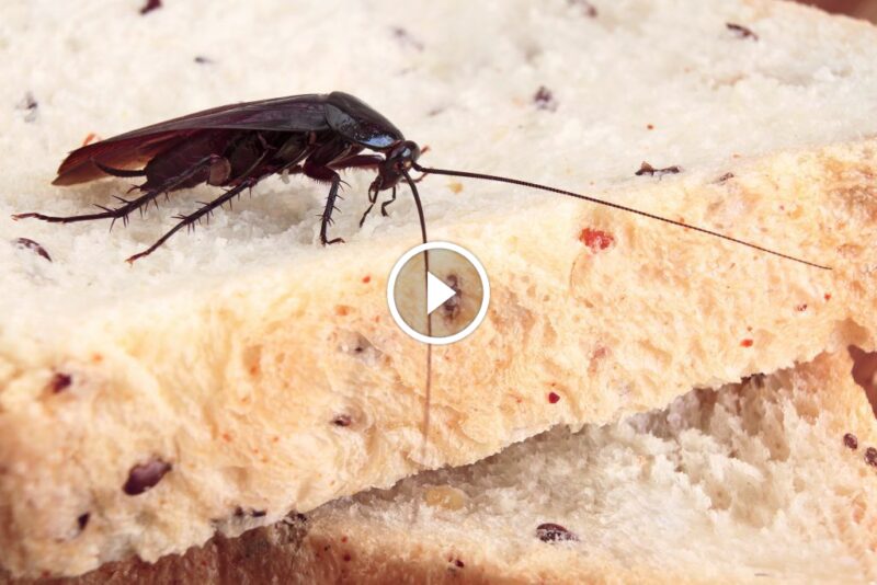 الحل الجذري: كيفية القضاء على الصراصير نهائيًا بفعالية