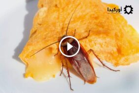 أضرار الصراصير على الإنسان: كل ما يجب معرفته لحماية نفسك