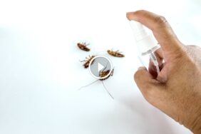 تحديات مكافحة الحشرات الزاحفة في المنزل وكيفية التغلب عليها