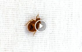 اختر الاحترافية: مكافحة الآفات المجد الإماراتية بضمان حقيقي