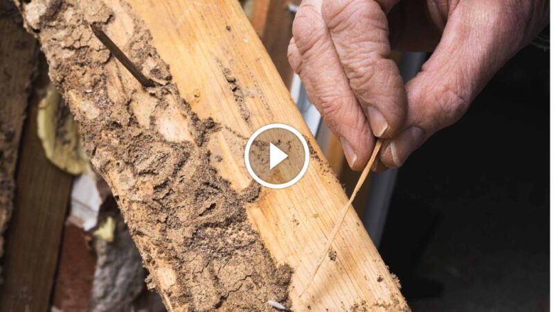 بناء الثقة: ضمان استرداد رسوم مكافحة الآفات كمعيار أساسي