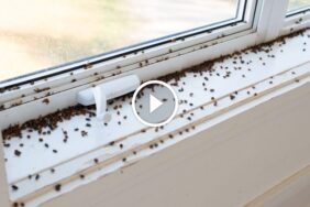 مكافحة الخنافس بذكاء: استراتيجيات متكاملة لـ طردها من بيتك