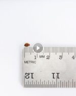 دليل شامل: كيف يدعم ضمان استرداد الرسوم نجاح عملك؟