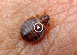 تحدي القضاء على البق: لماذا تحتاج لخبراء وكيف تختارهم؟