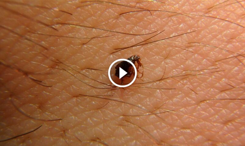 الوقاية و القضاء على البراغيث: حماية عائلتك وحيواناتك الأليفة